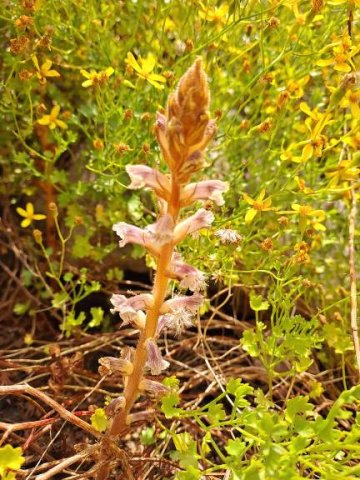 Orobanche minor